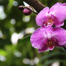 Violet, orchid, orchid