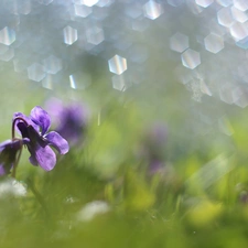 Colourfull Flowers, Viola odorata, Violet