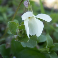 White, violet