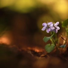 Two cars, fragrant violets, Flowers, purple