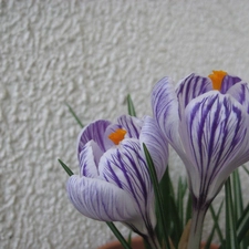 crocus, wall