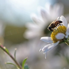 daisy, Flowers, wasp, White