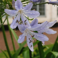 Colourfull Flowers, drops, water, Agapanthus African