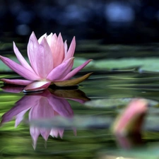 water-lily, Art