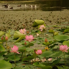 Pond - car, Lily, water