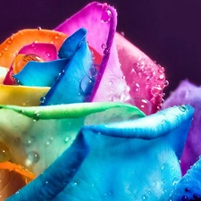 Coloured, drops, water, rose