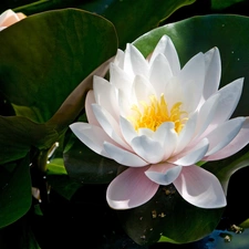 Colourfull Flowers, water-lily