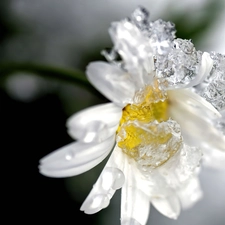 Daisy, water