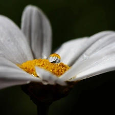 water, Flower, drop