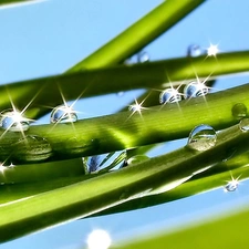 water, grass, drops