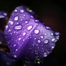 water, iris, drops