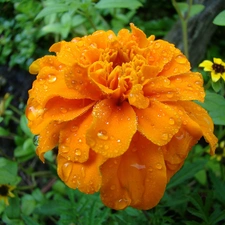 water, Tagetes, drops