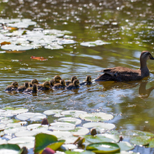 duck, Pond - car, Water lilies, ducks