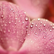 flakes, drops, water, orchid