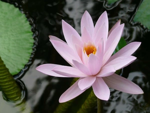 Colourfull Flowers, water, water-lily, Leaf