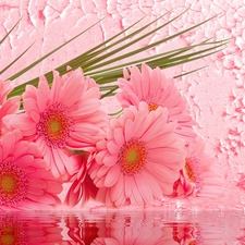 water, Pink, gerberas