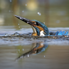 water, Bird, kingfisher
