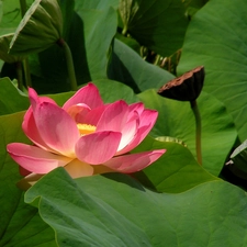 Lotus Flower