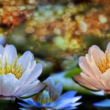 lilies, water