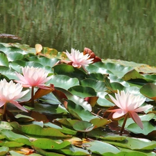 lilies, water