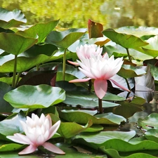 lilies, water