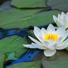 lilies, water