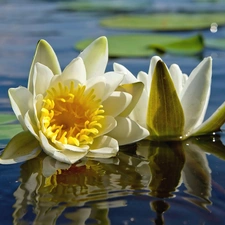 water, Flowers, lilies