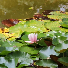 Lily, water