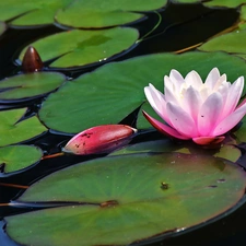 Lily, water