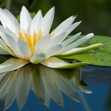 water, Beauty, Lily