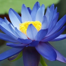 water, Blue, Lily