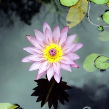 water, Pink, Lily
