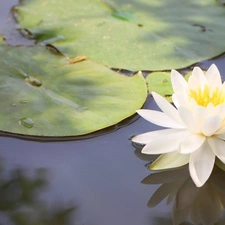 water, White, Lily