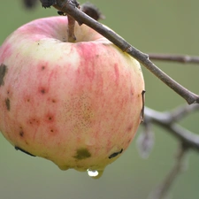 lonely, drop, water, Apple