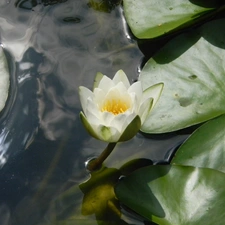 nenuphar, reflection, water, Leaf