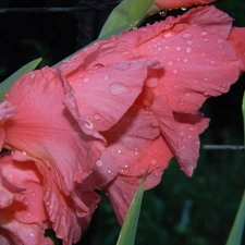 Pink, drops, water, gladiolus