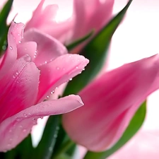 Pink, drops, water, Tulips