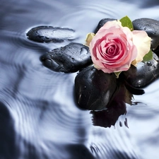 Pink, Stones, water, rose