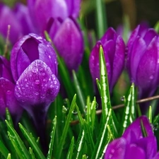 purple, drops, water, crocuses