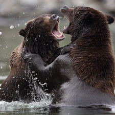 water, bears, rivalry