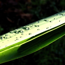 stalk, drops, water, grass