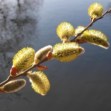 twig, Willow, water, database