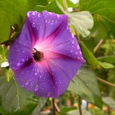 Violet, drops, water, bindweed