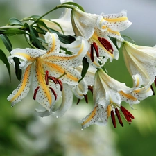 White, drops, water, lilies