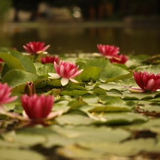 Flowers, rapprochement, Nenufary, Waterlily, Water lilies