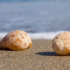Waves, sea, Sand, Beaches, Shells