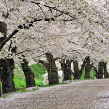 flourishing, viewes, Way, trees