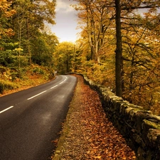 Way, autumn, forest