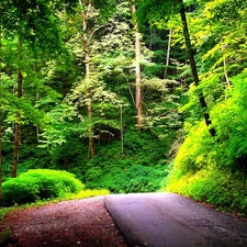 Way, summer, forest