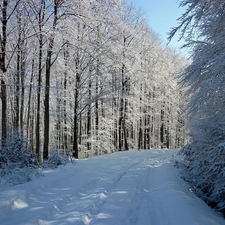 Way, winter, trees, viewes, forest